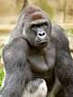 The Gorilla Harambe