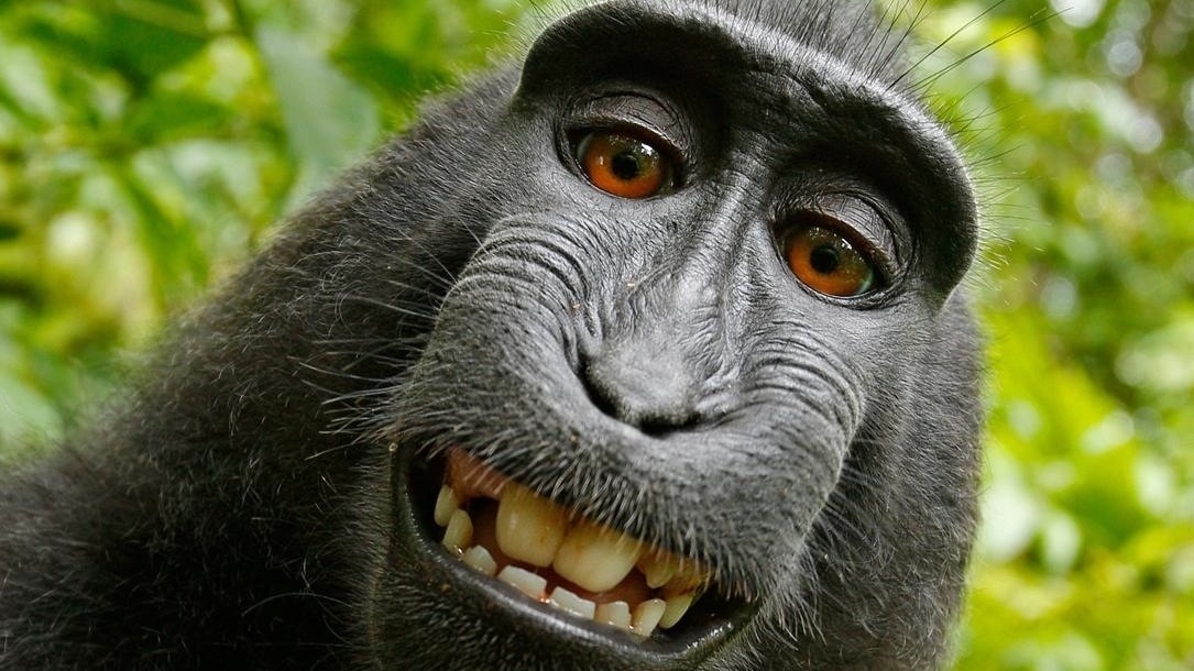 A Smiling Monkey